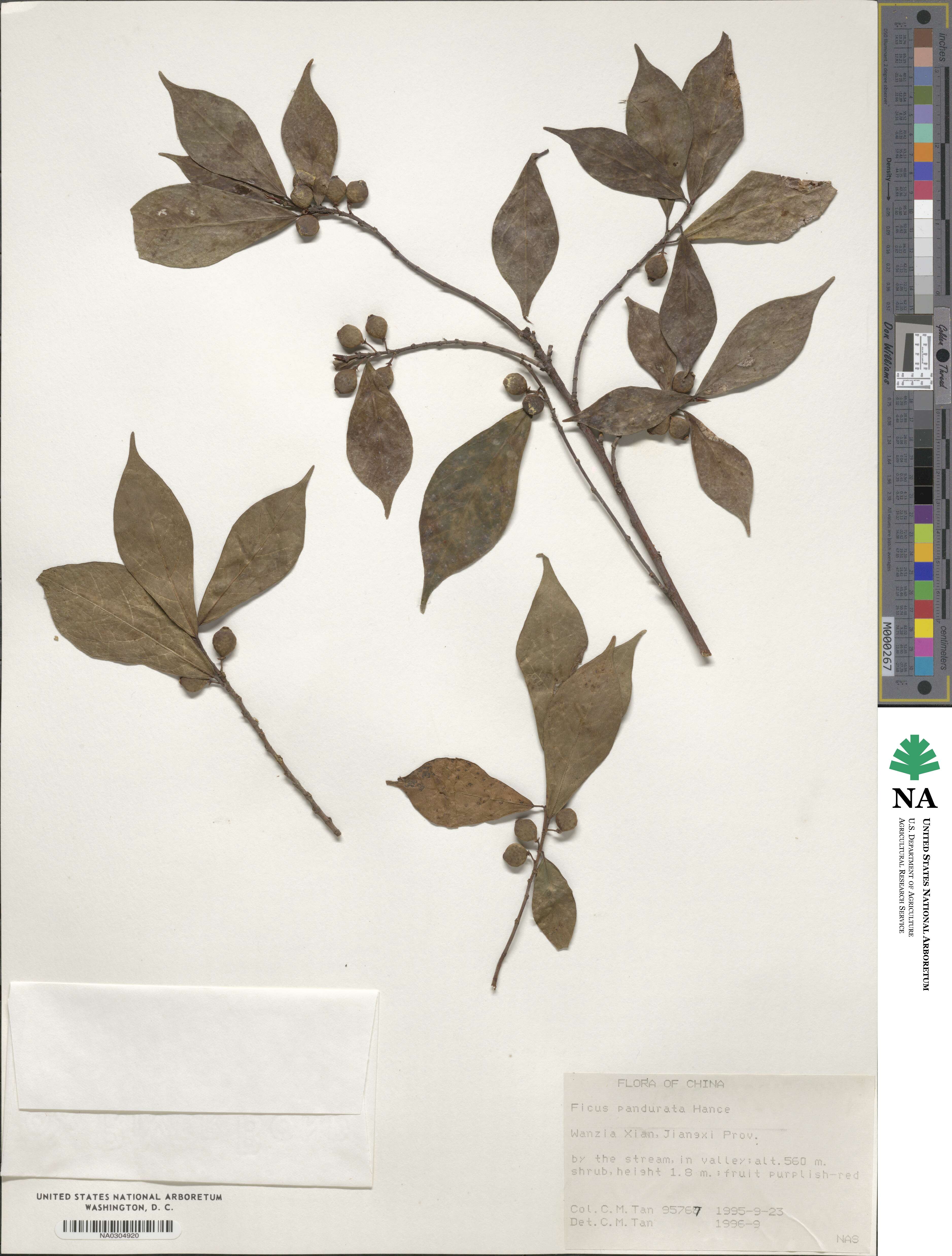 Ficus pandurata image