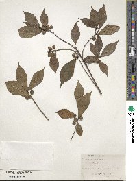 Ficus pandurata image