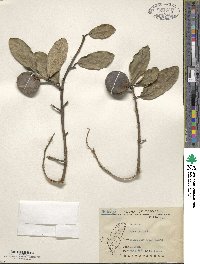 Ficus pumila image