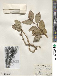 Ficus pumila image