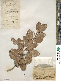 Ficus pumila image