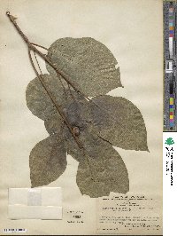 Ficus pyrifolia image