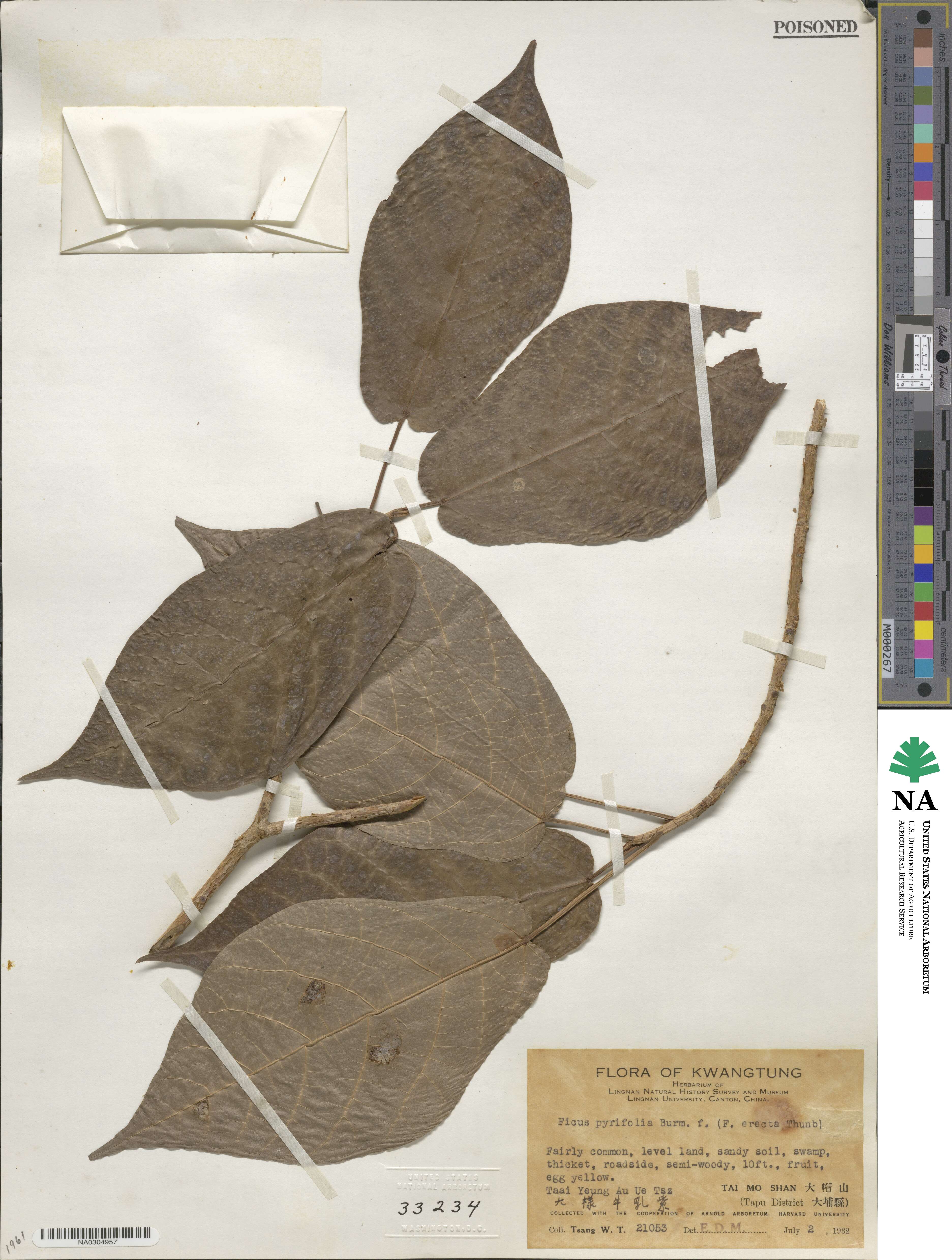 Ficus pyrifolia image
