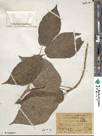 Ficus pyrifolia image