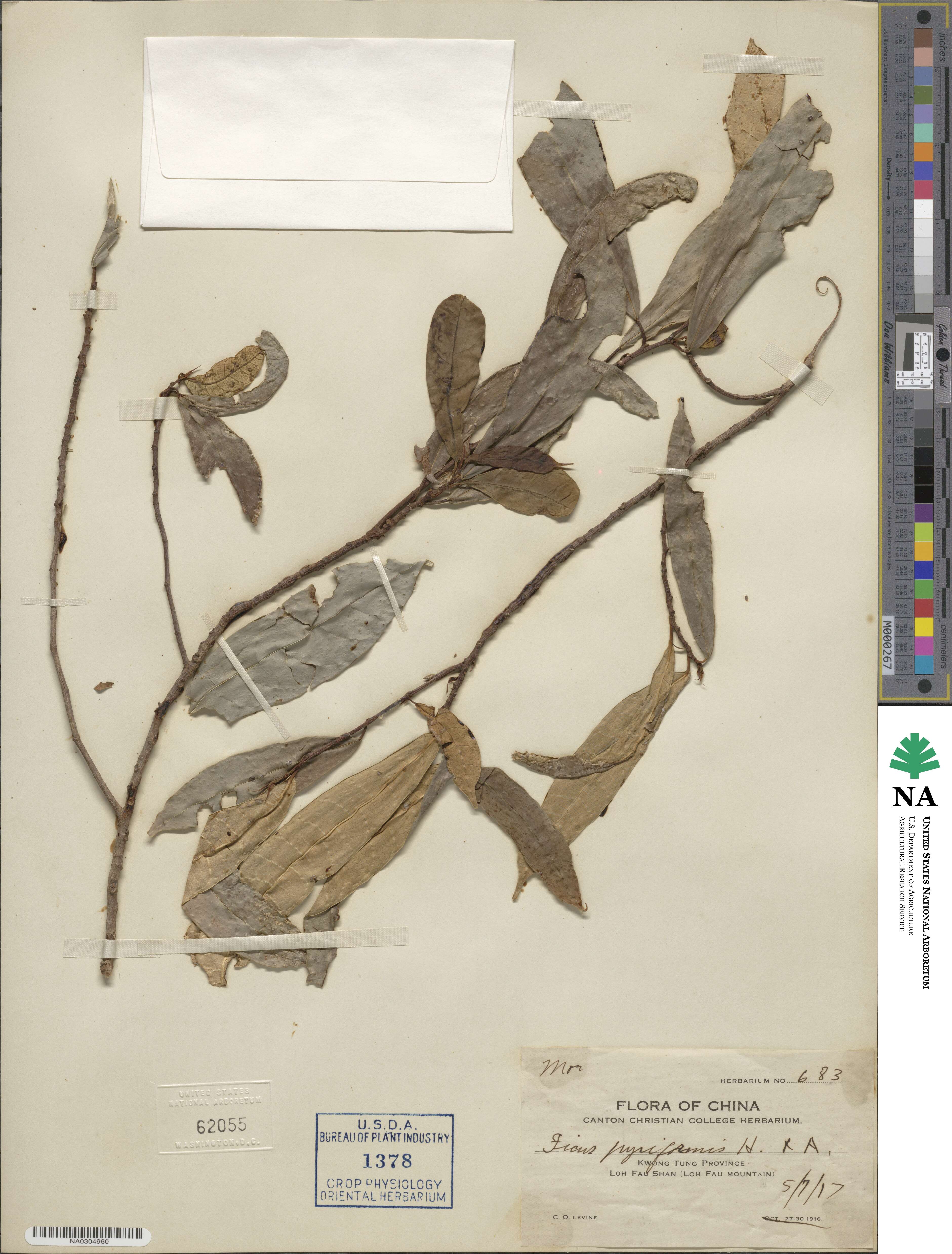 Ficus pyriformis image