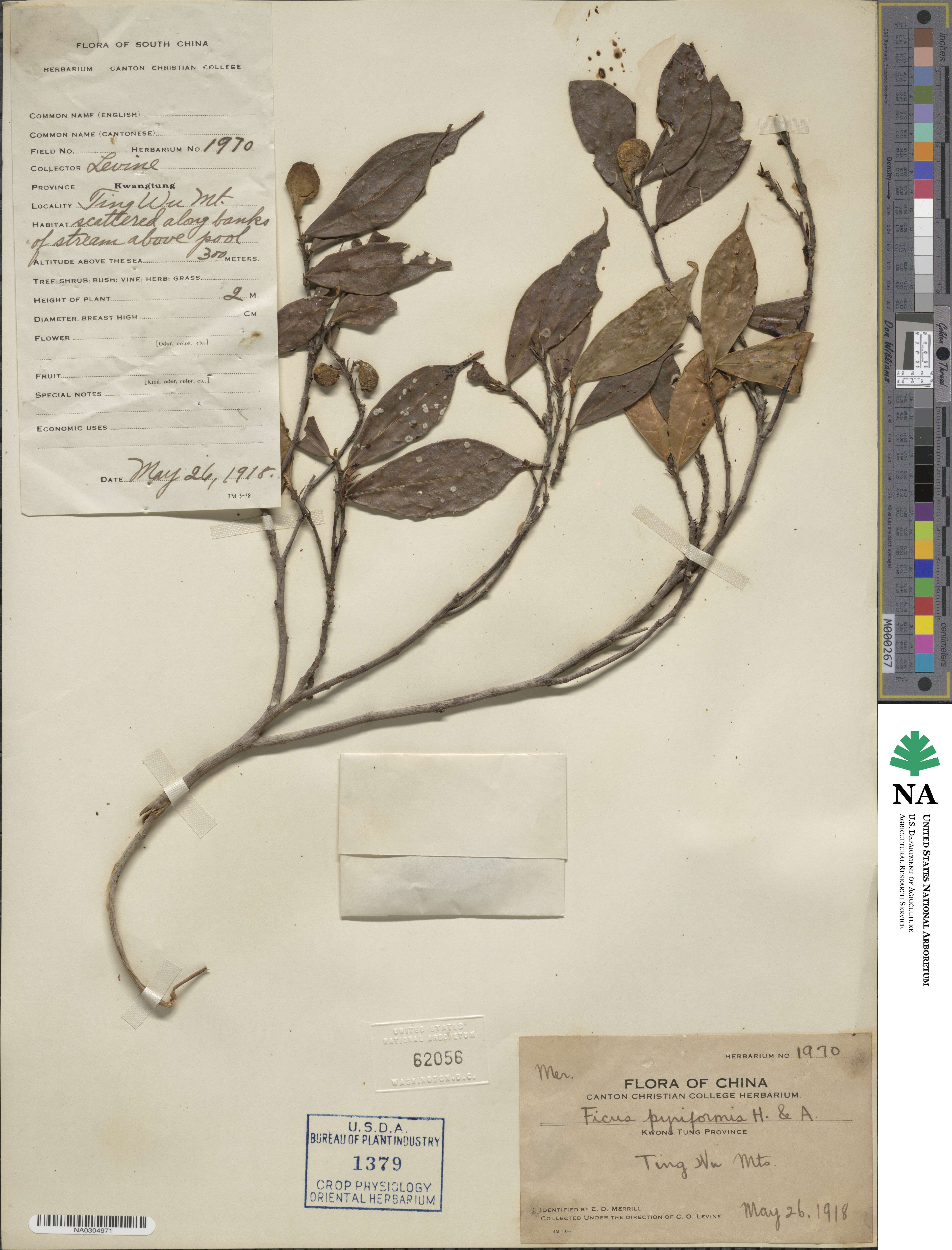 Ficus pyriformis image
