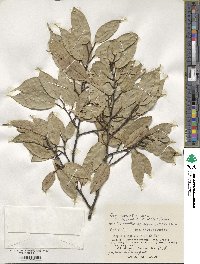 Ficus sarmentosa image