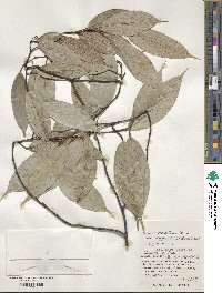 Ficus sarmentosa image