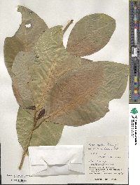 Ficus septica image