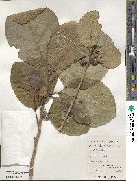 Ficus septica image