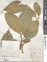 Ficus septica image