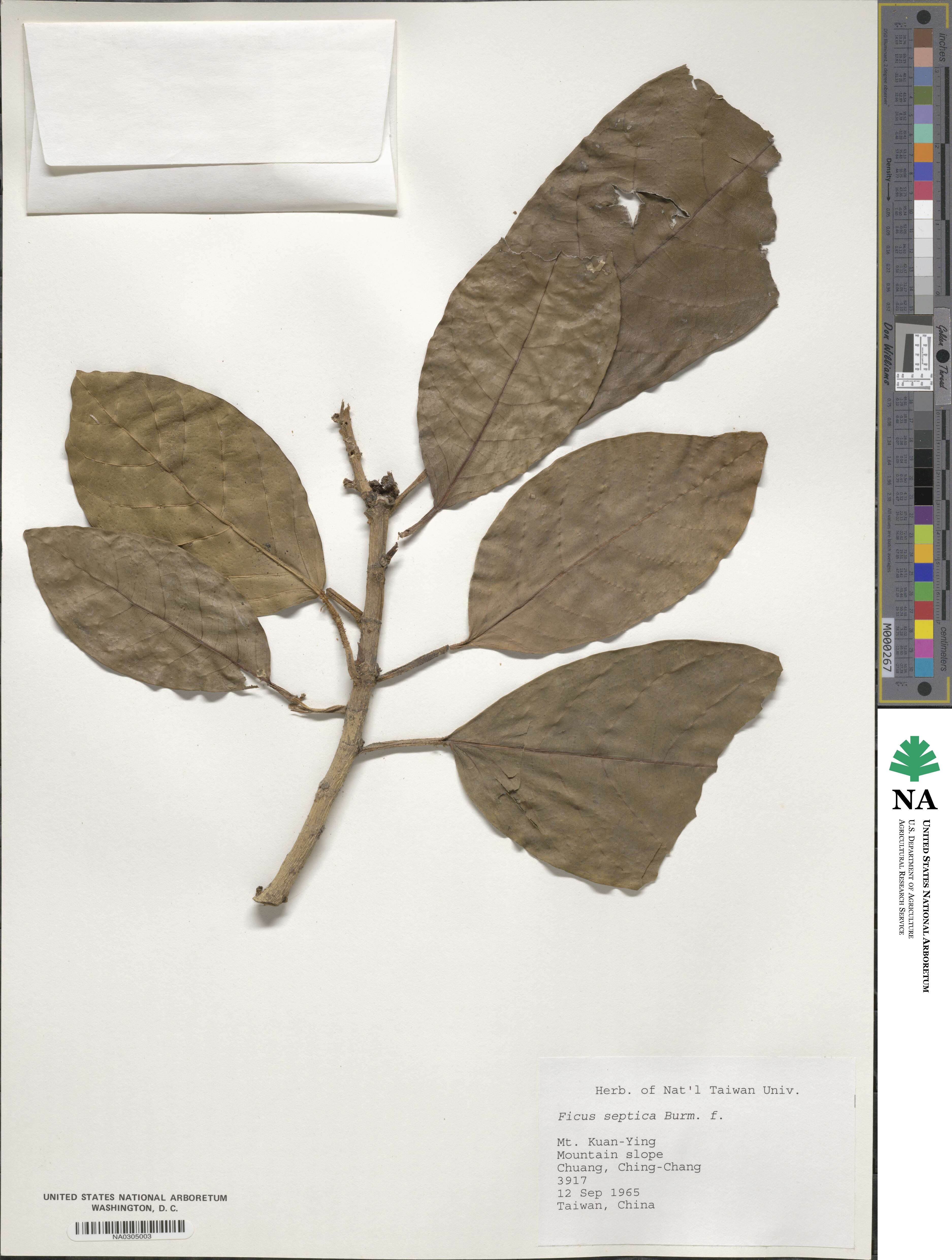 Ficus septica image