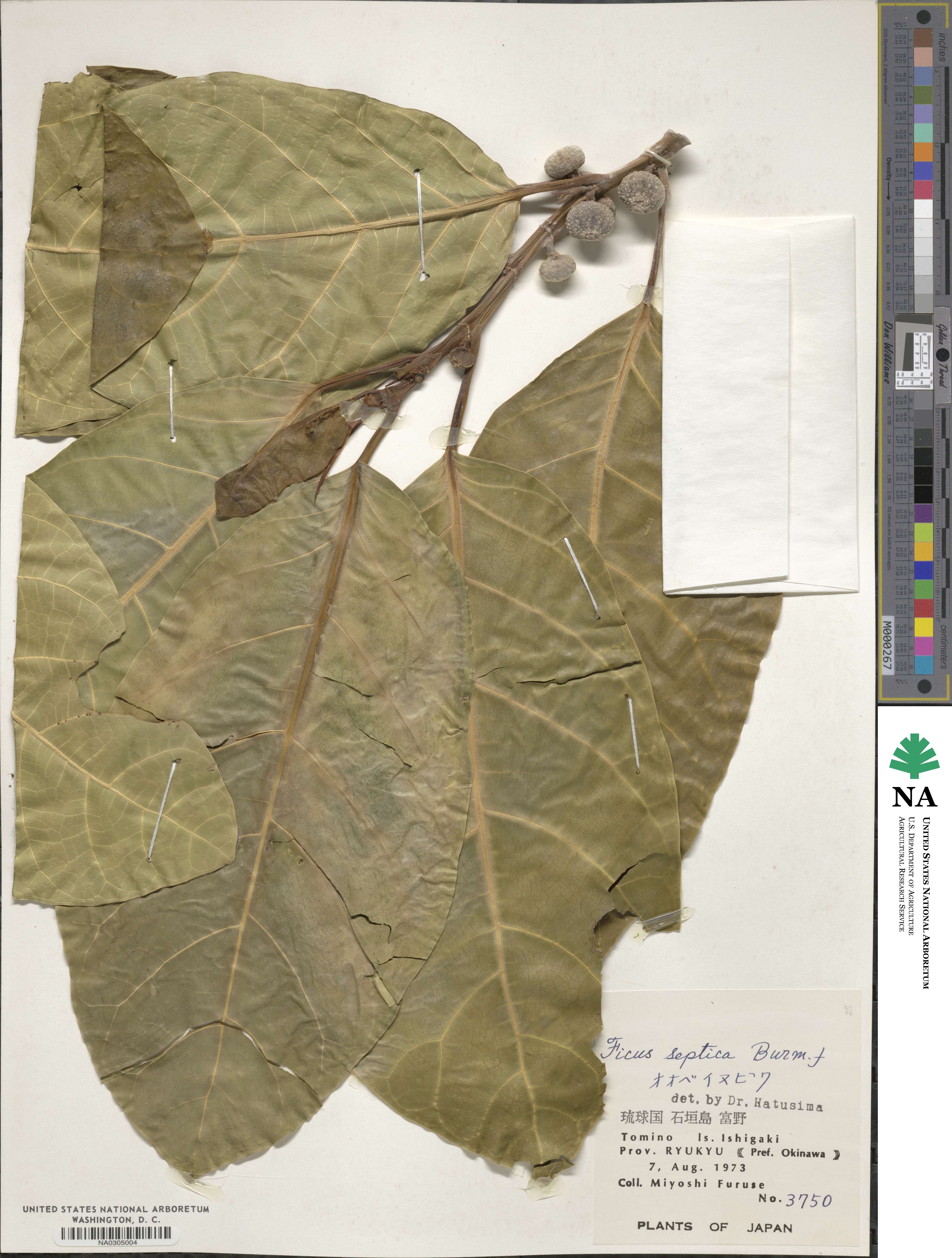 Ficus septica image