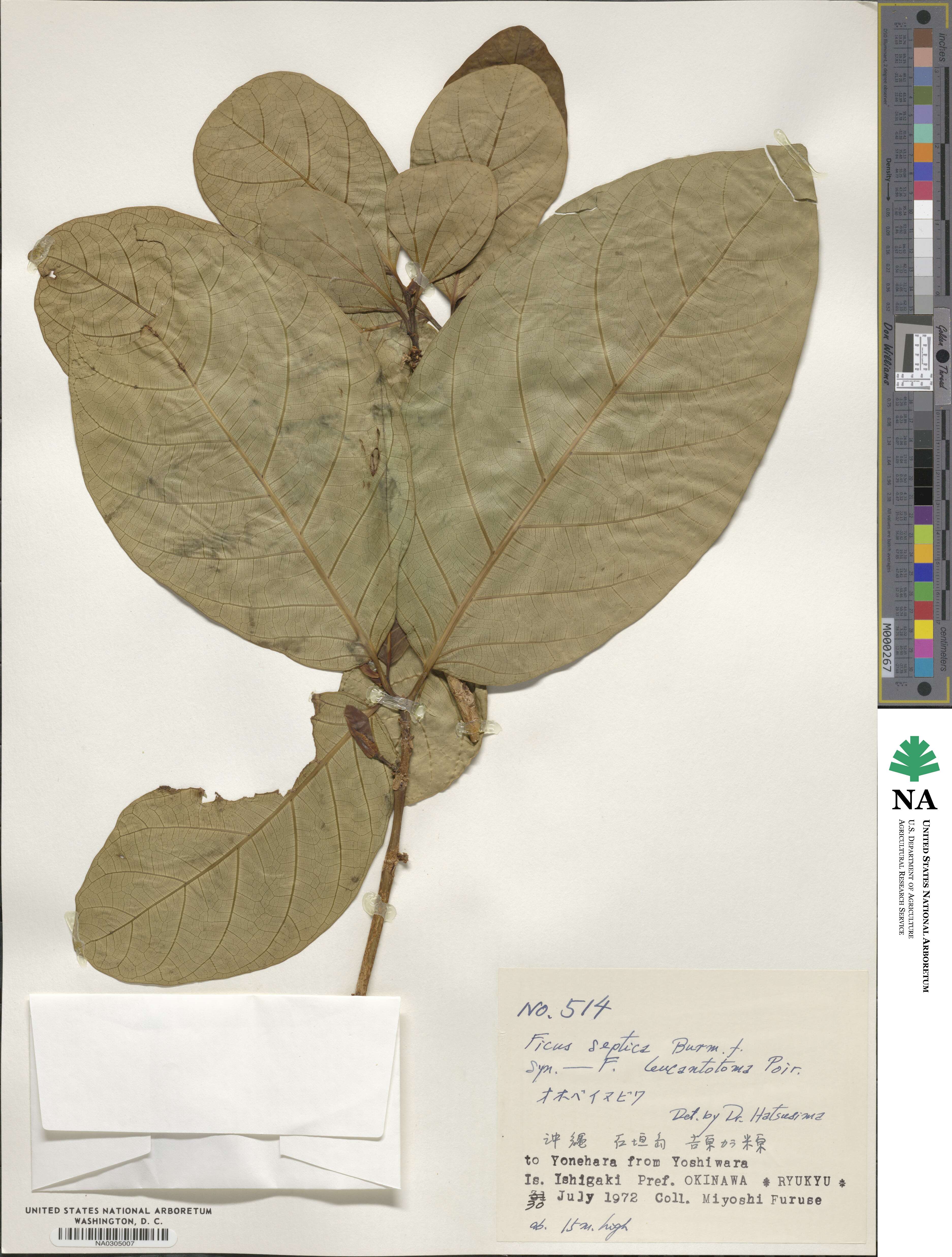 Ficus septica image