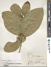 Ficus septica image