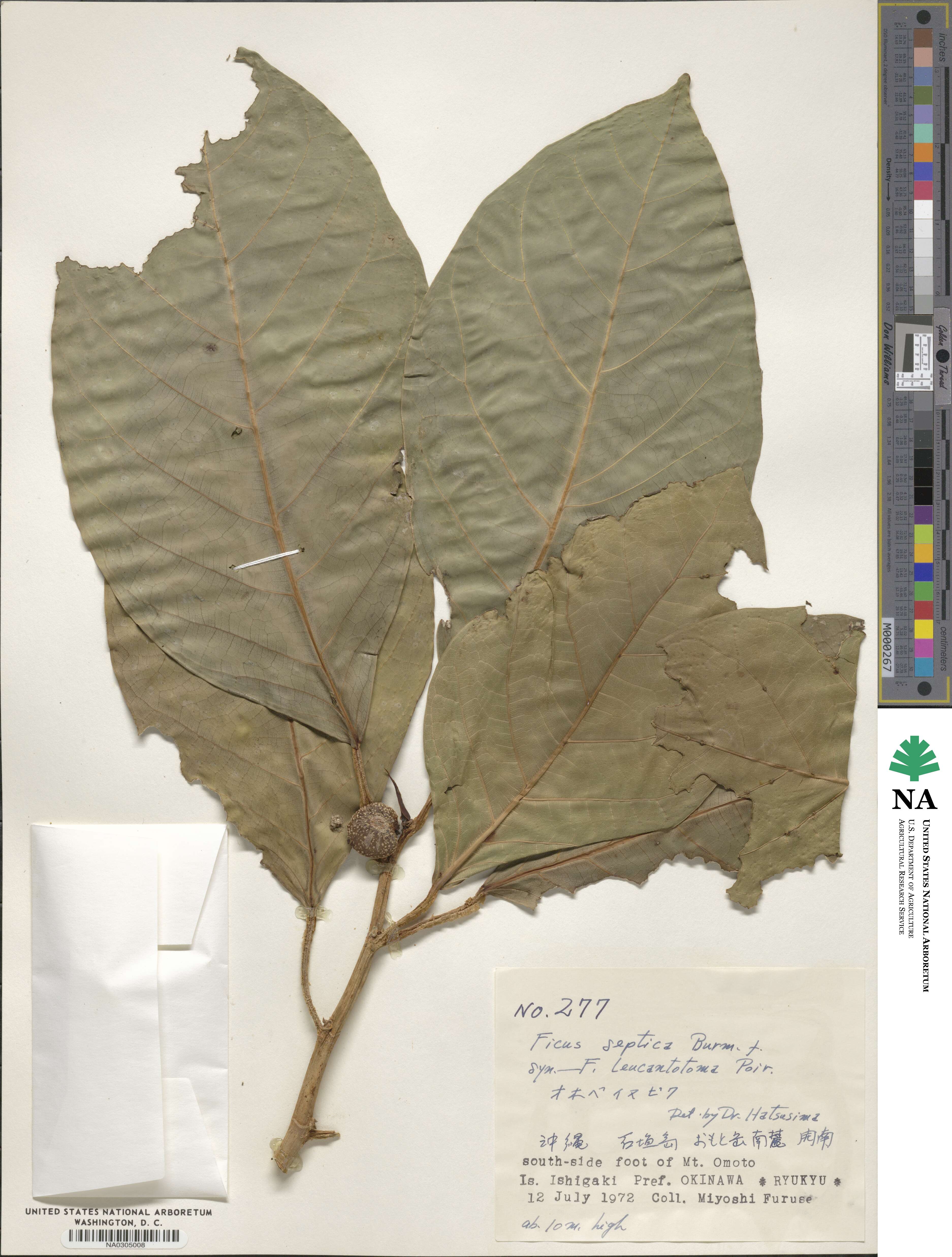 Ficus septica image