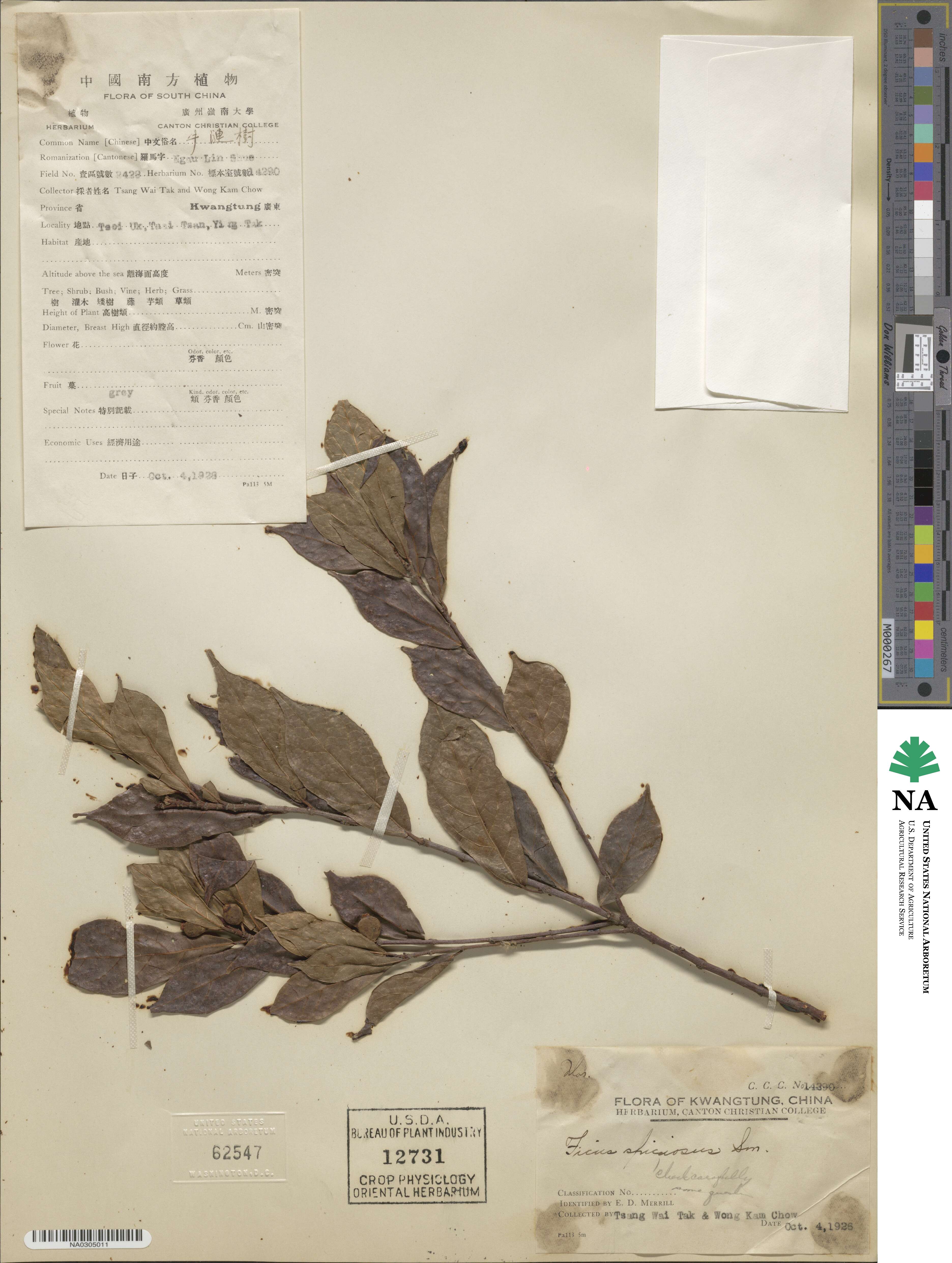 Ficus speciosa image
