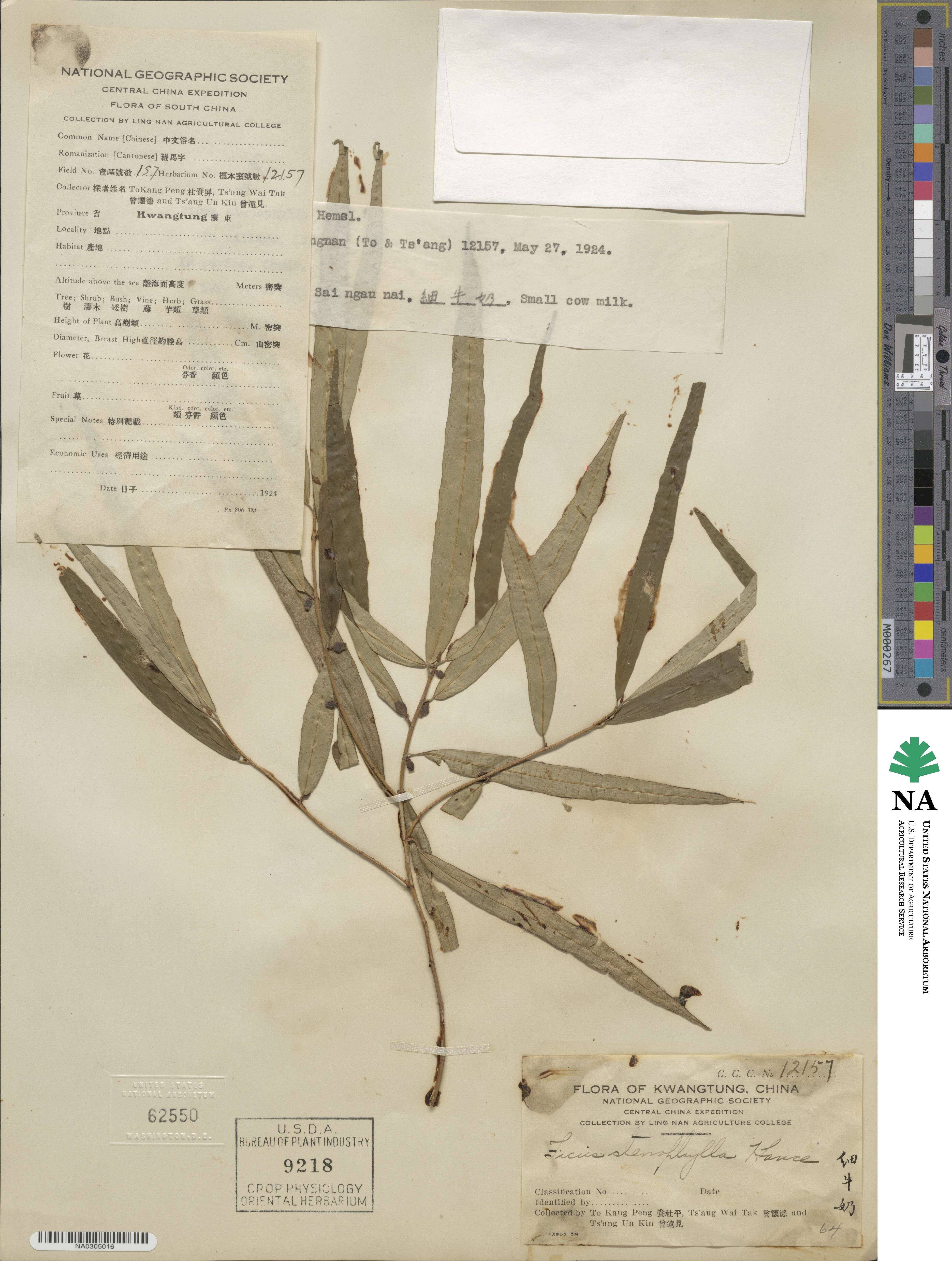 Ficus stenophylla image