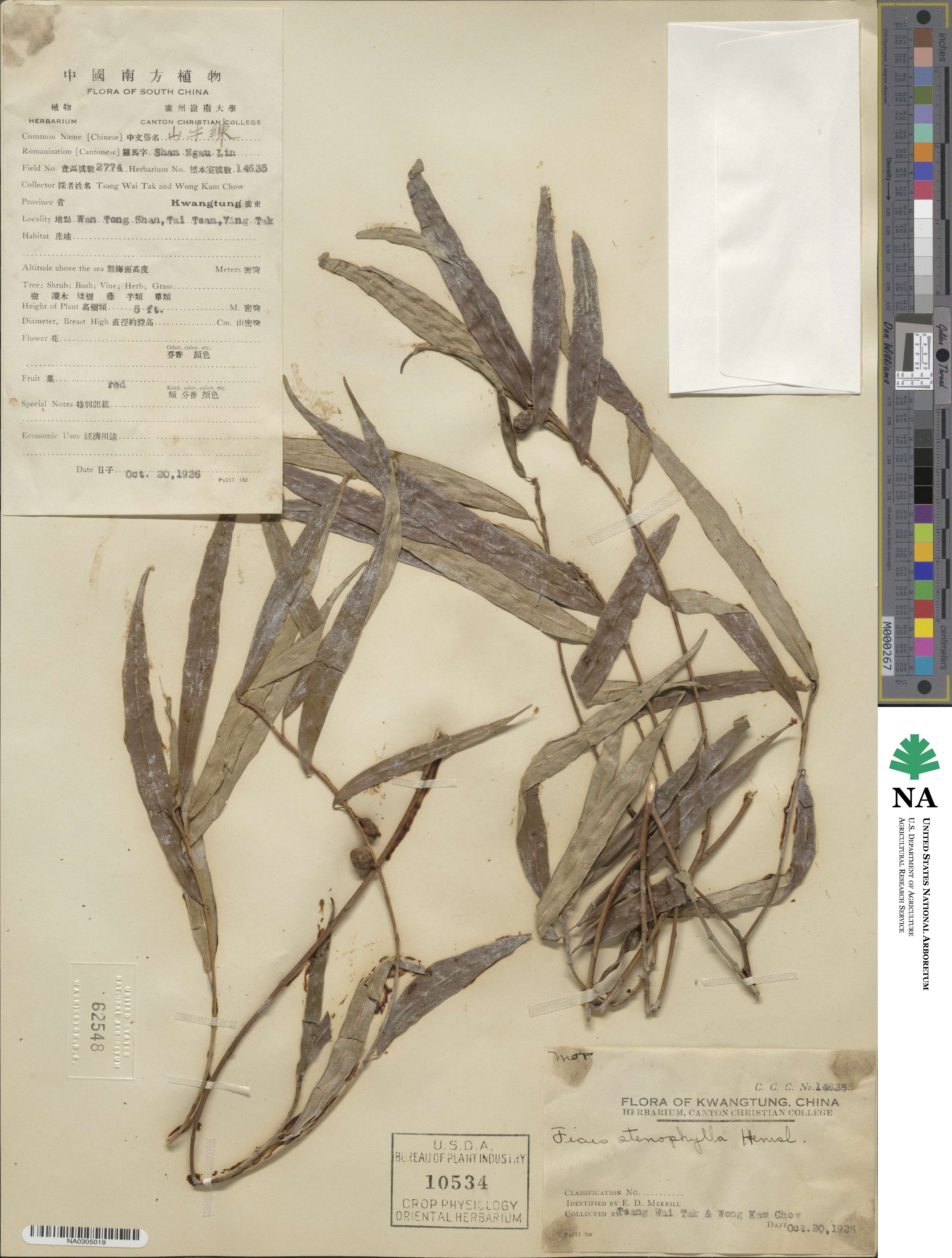 Ficus stenophylla image