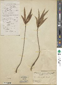 Ficus stenophylla image