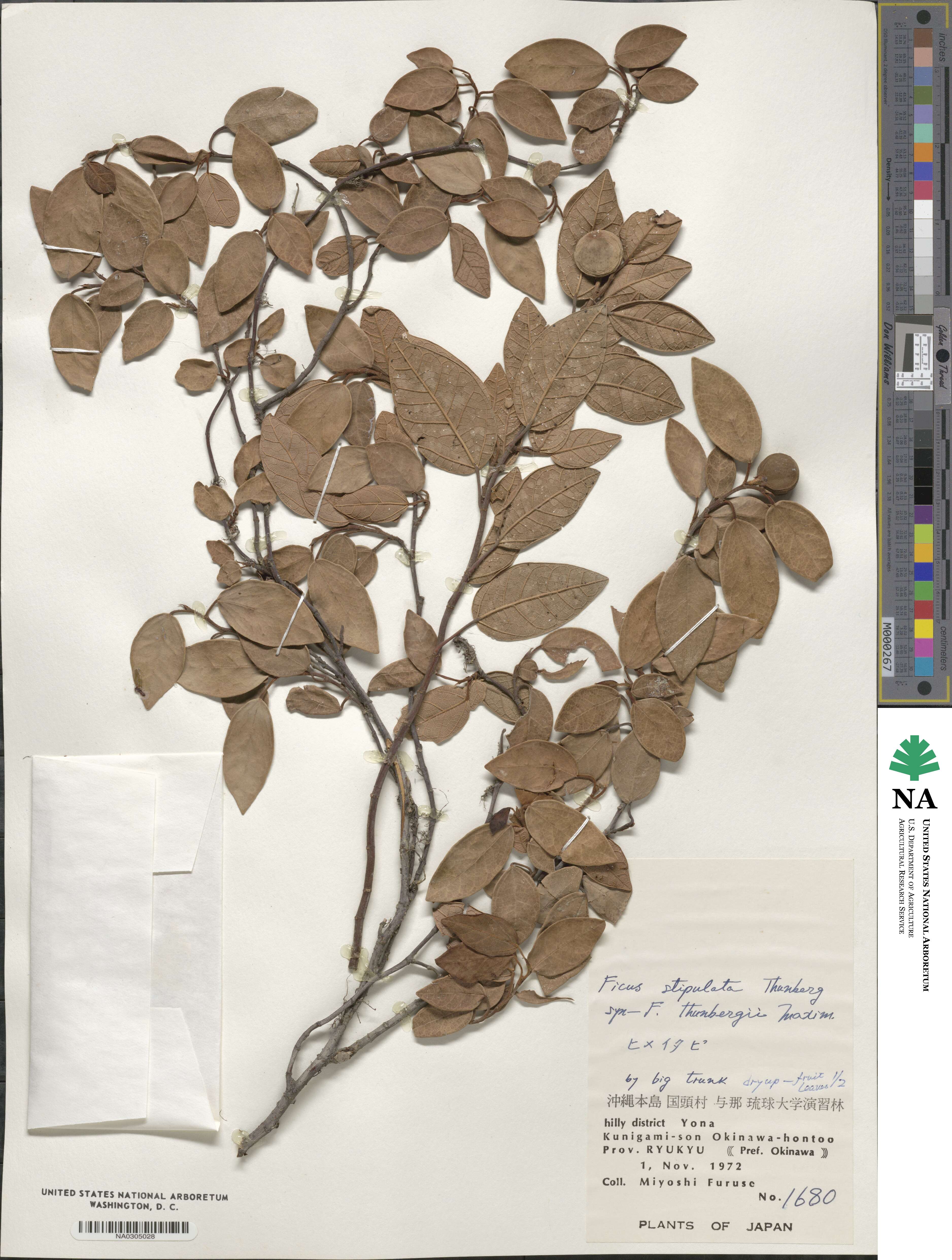 Ficus stipulata image