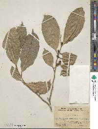 Ficus subulata image