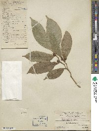 Ficus subulata image