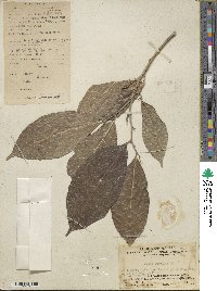 Ficus subulata image