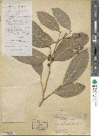 Ficus subulata image