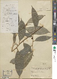 Ficus subulata image