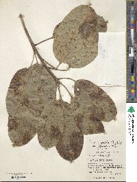 Ficus subpisocarpa subsp. subpisocarpa image