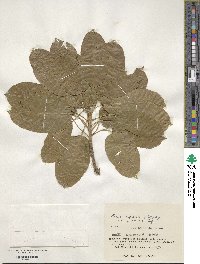 Ficus subpisocarpa subsp. subpisocarpa image