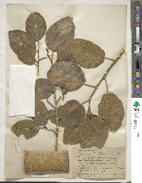 Ficus sycomorus image