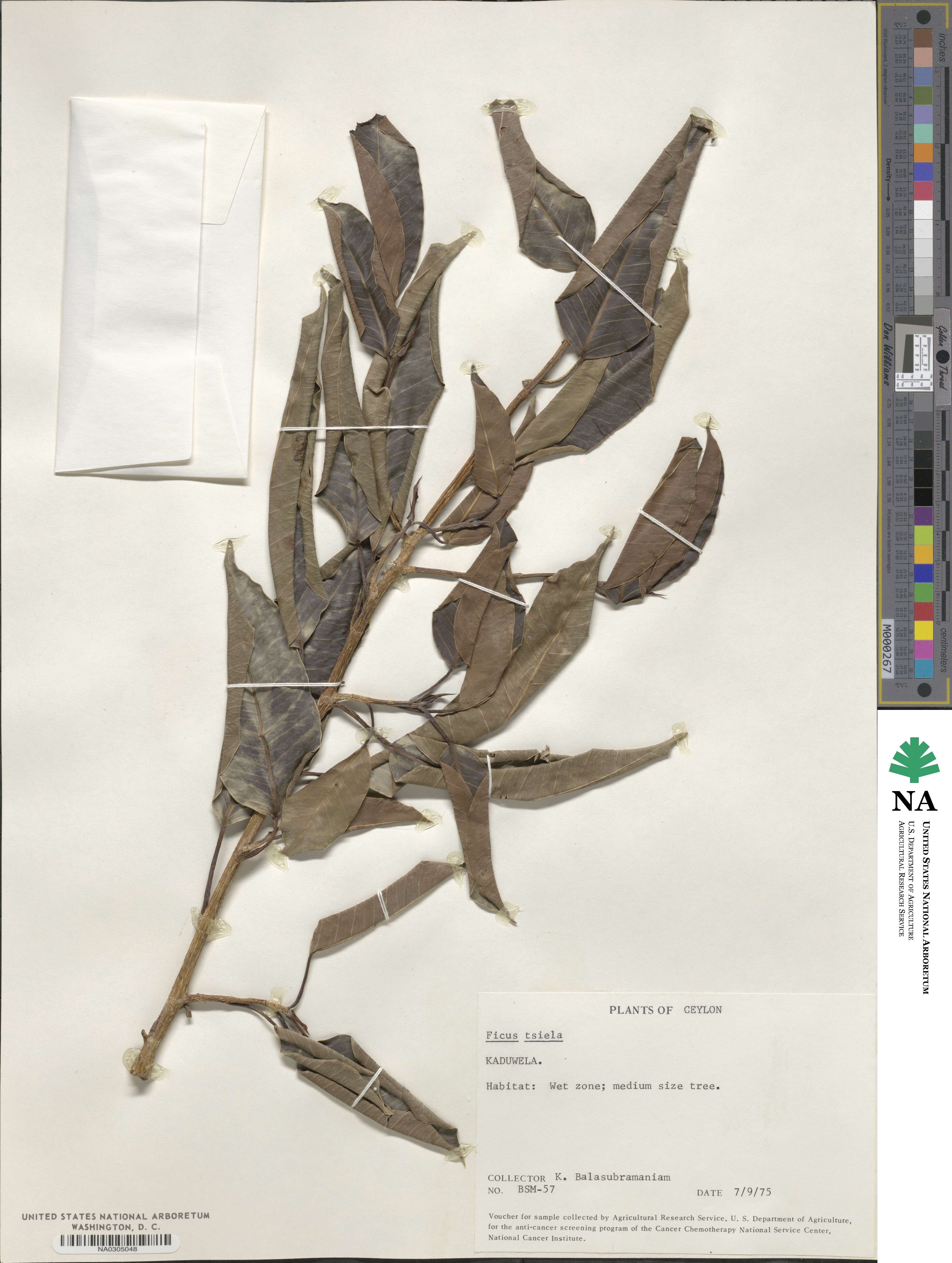 Ficus amplissima image