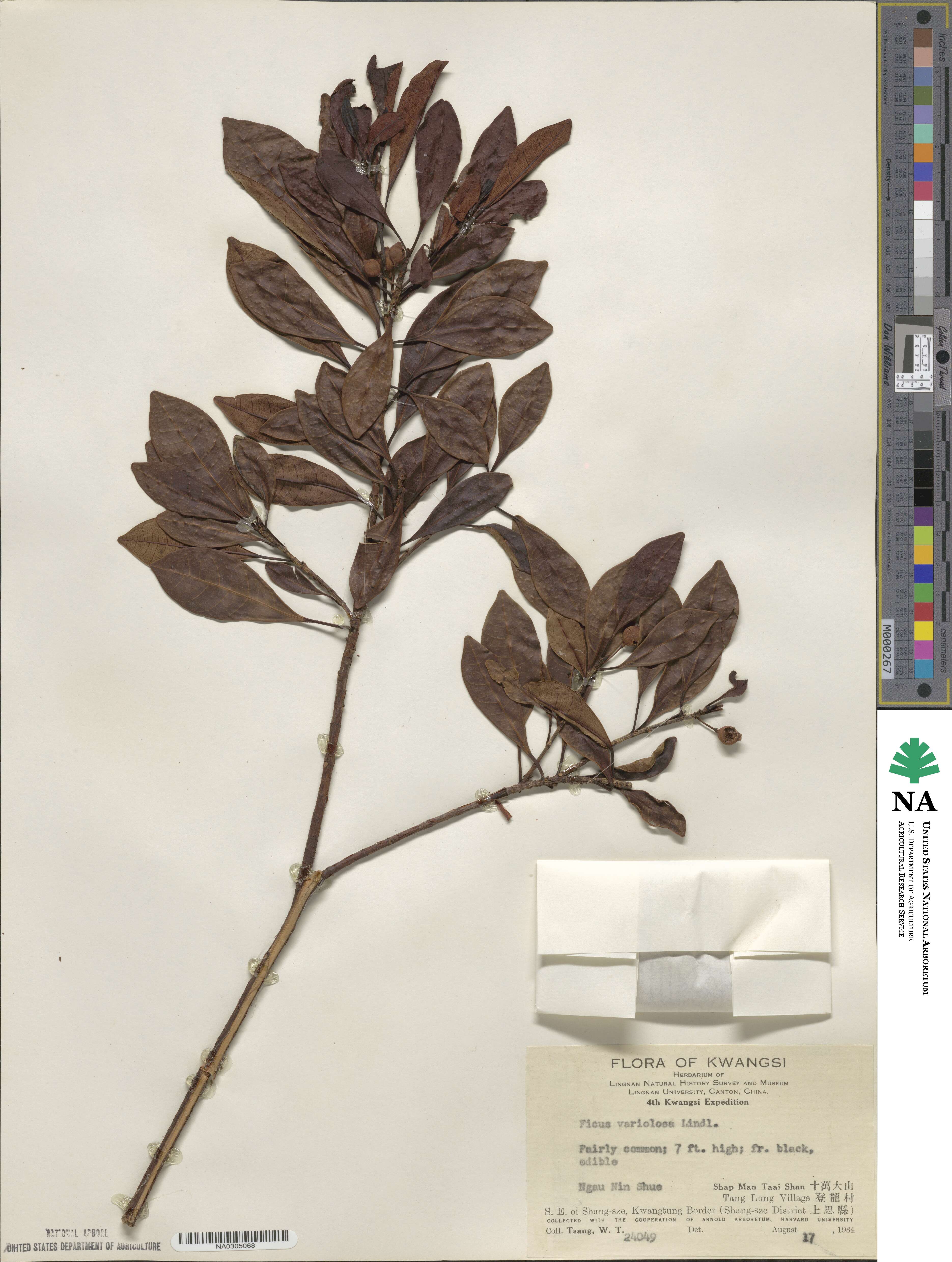 Ficus variolosa image