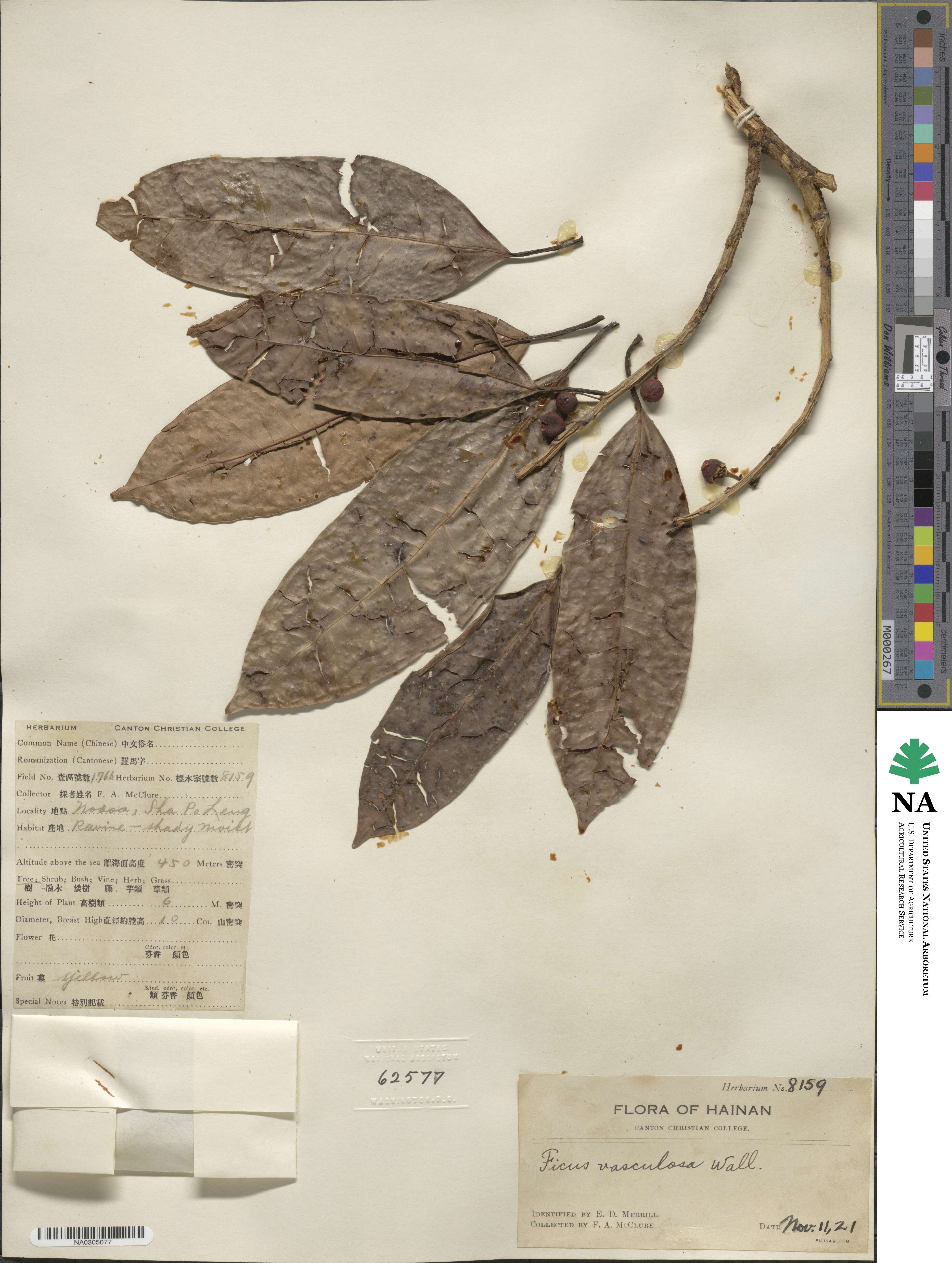 Ficus vasculosa image