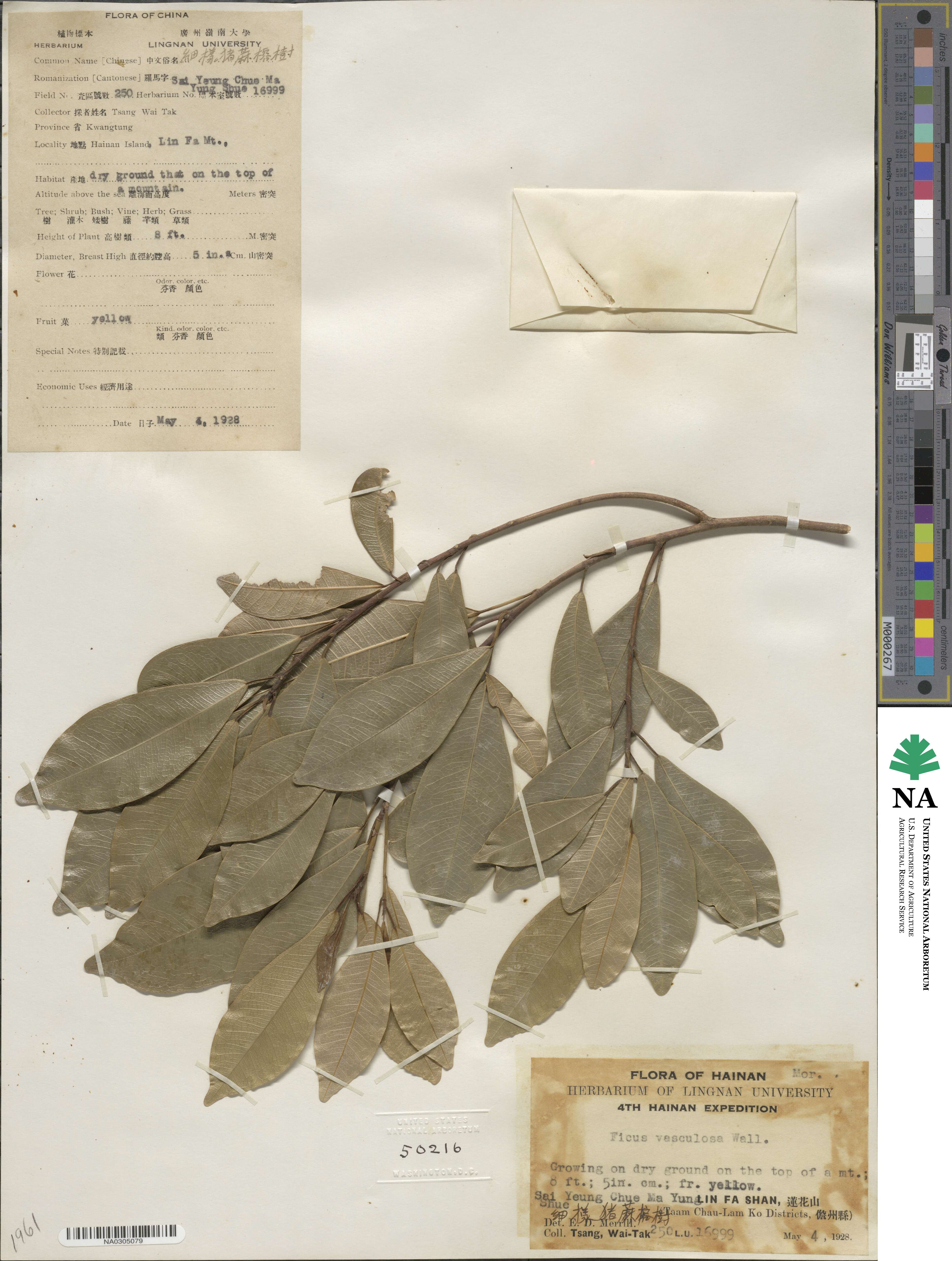 Ficus vasculosa image