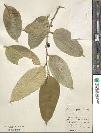 Ficus virgata image