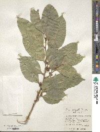 Ficus virgata image