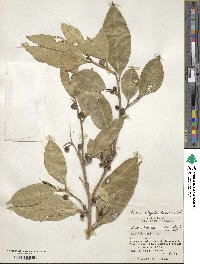 Ficus virgata image