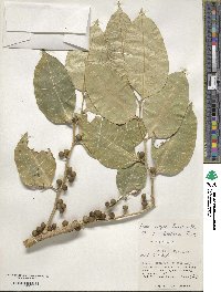 Ficus virgata image