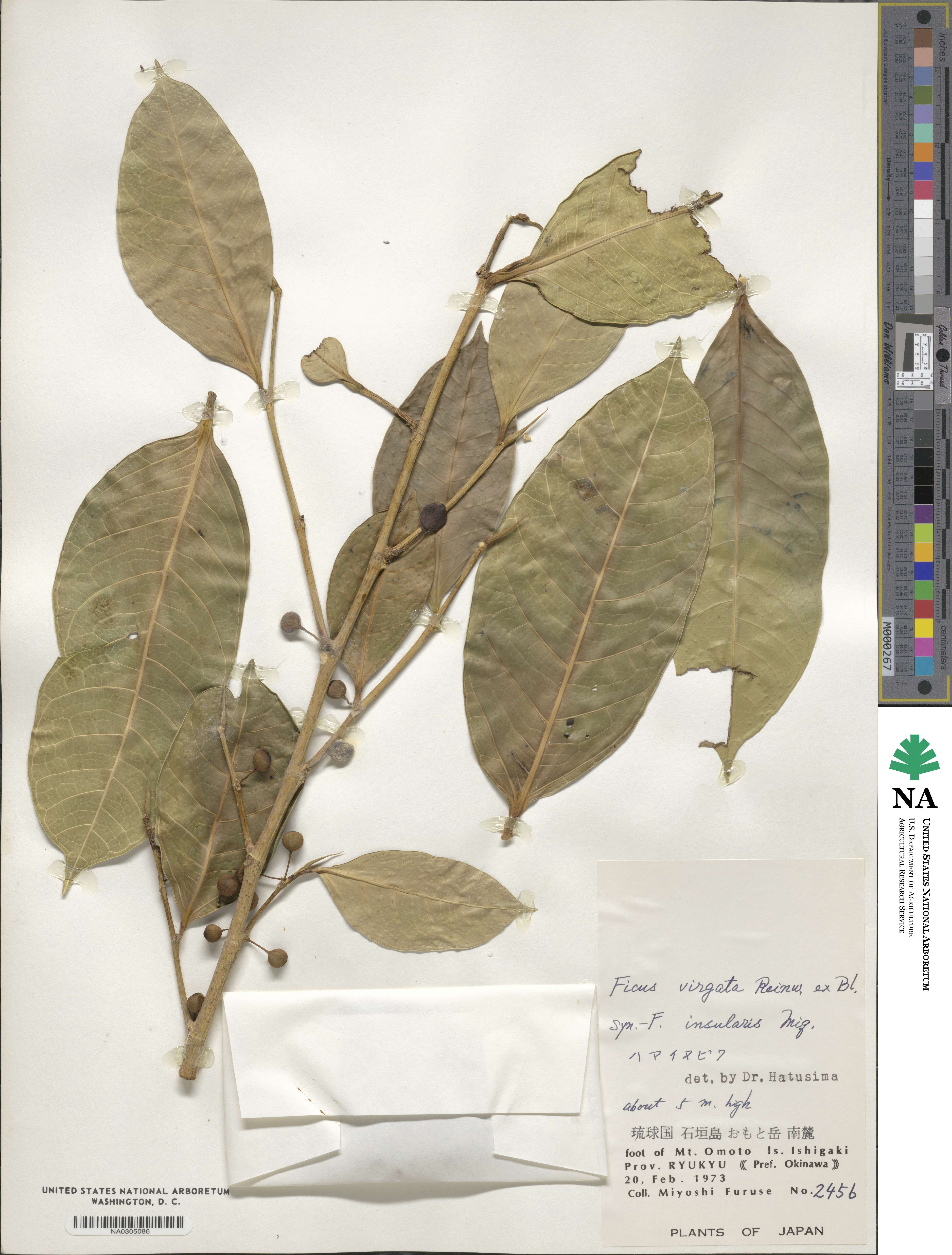 Ficus virgata image