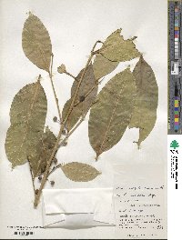 Ficus virgata image