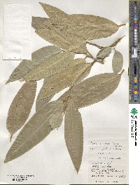 Ficus virgata image