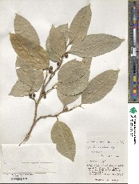 Ficus virgata image