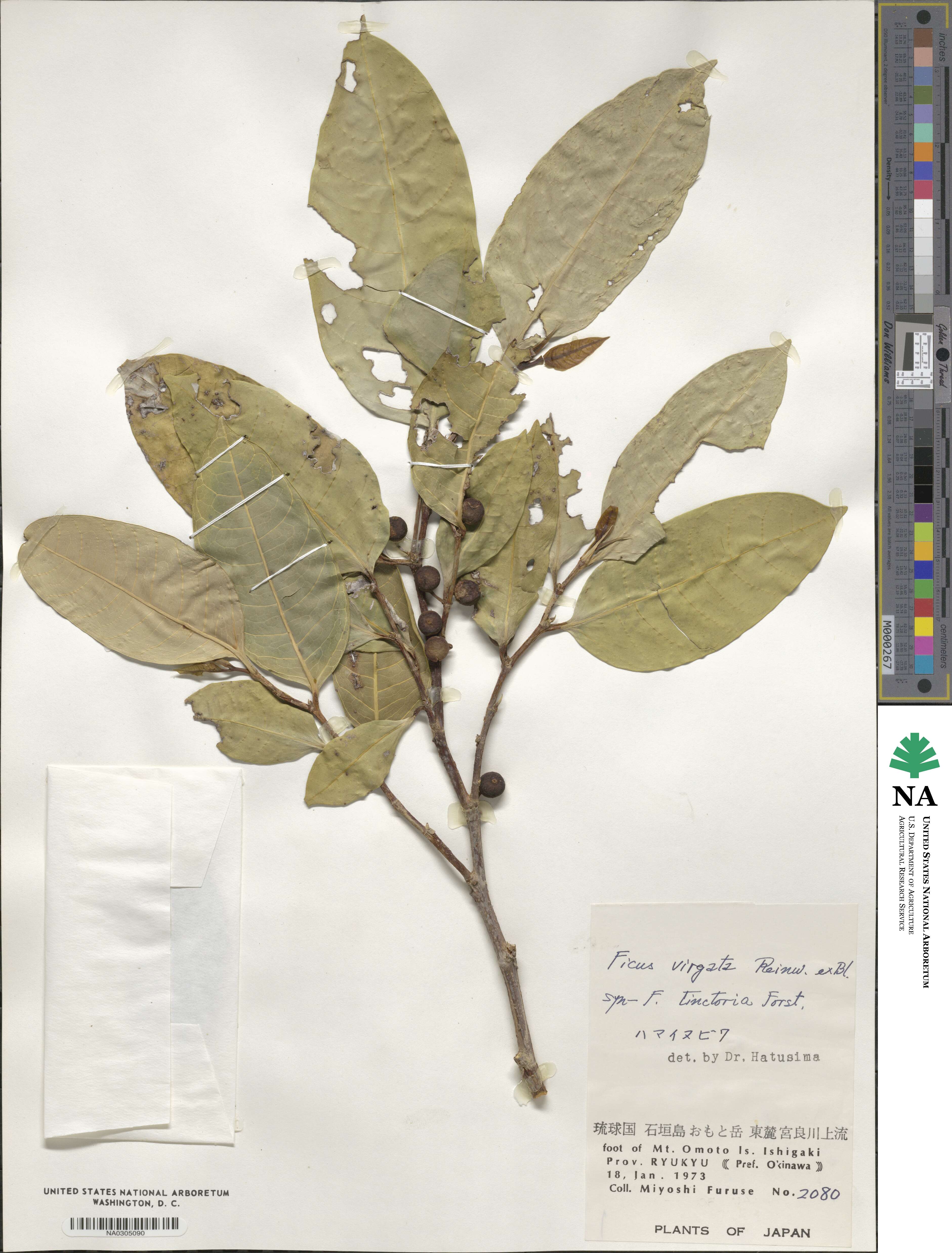 Ficus virgata image