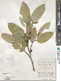 Ficus virgata image