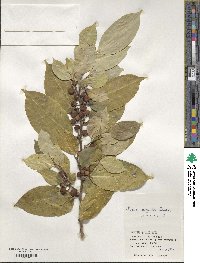 Ficus virgata image