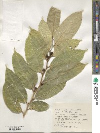 Ficus virgata image