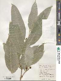 Ficus virgata image